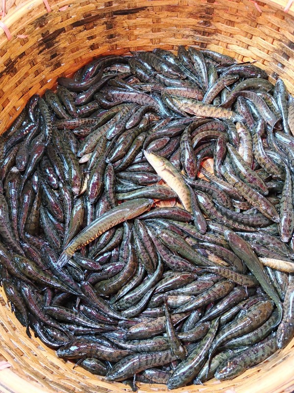 দেশি টাকি মাছ