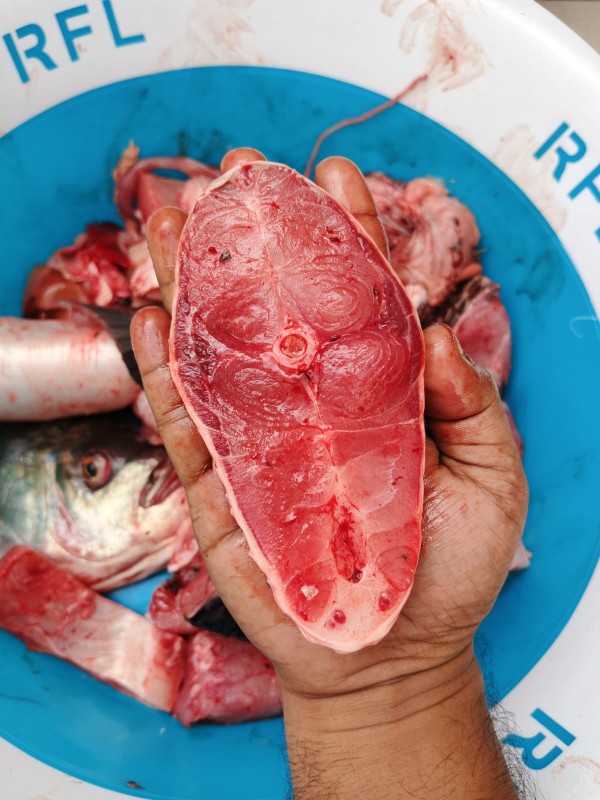 Katal (কাতল মাছ)