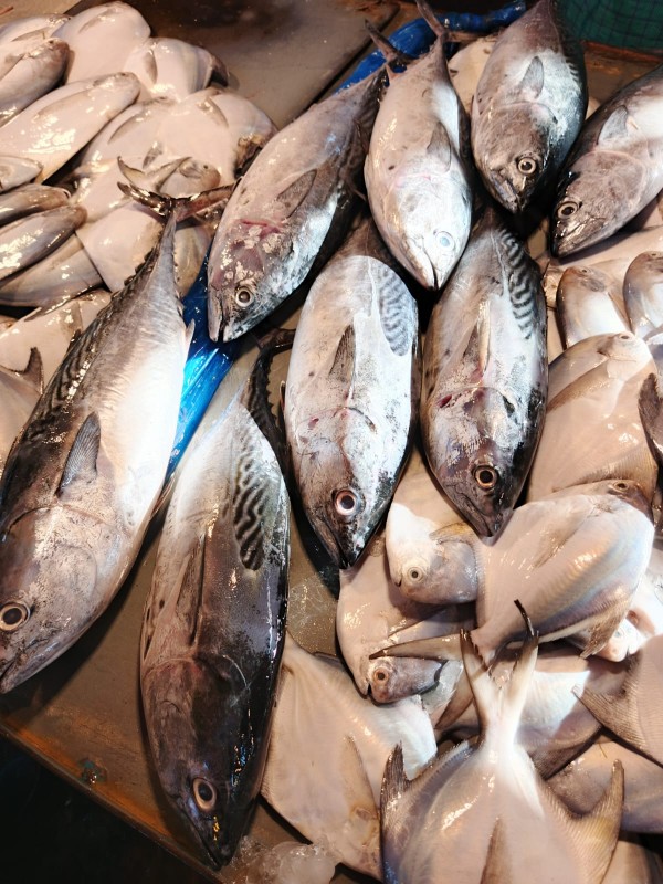 Tuna ( টুনা )